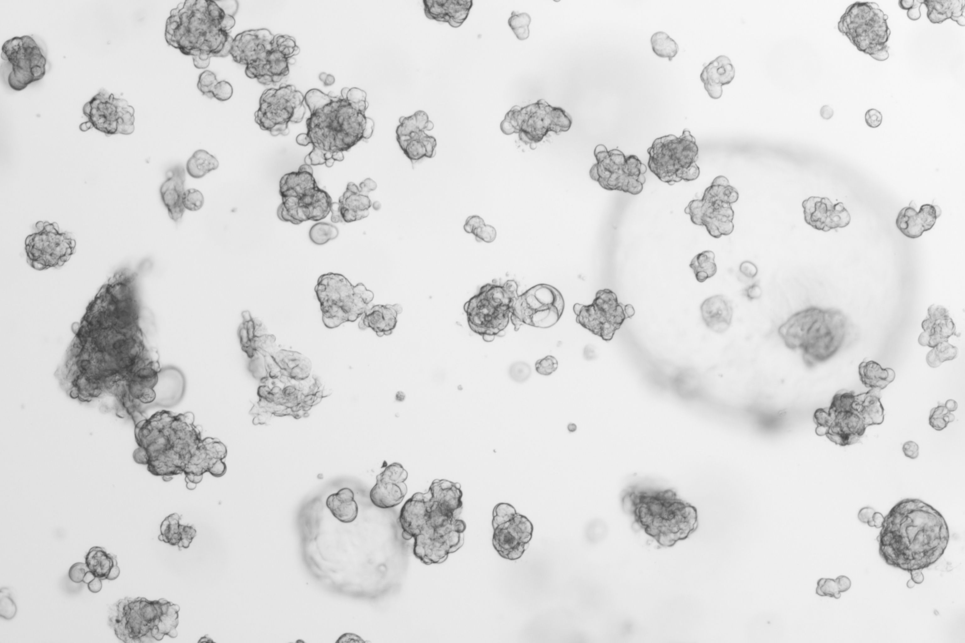 Recombinant Human NRG1Beta (245AA)