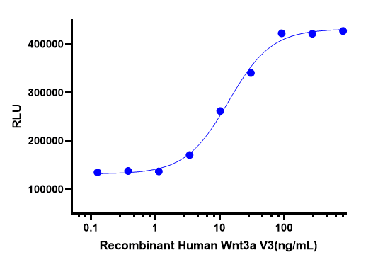 Recombinant Human Wnt3a V