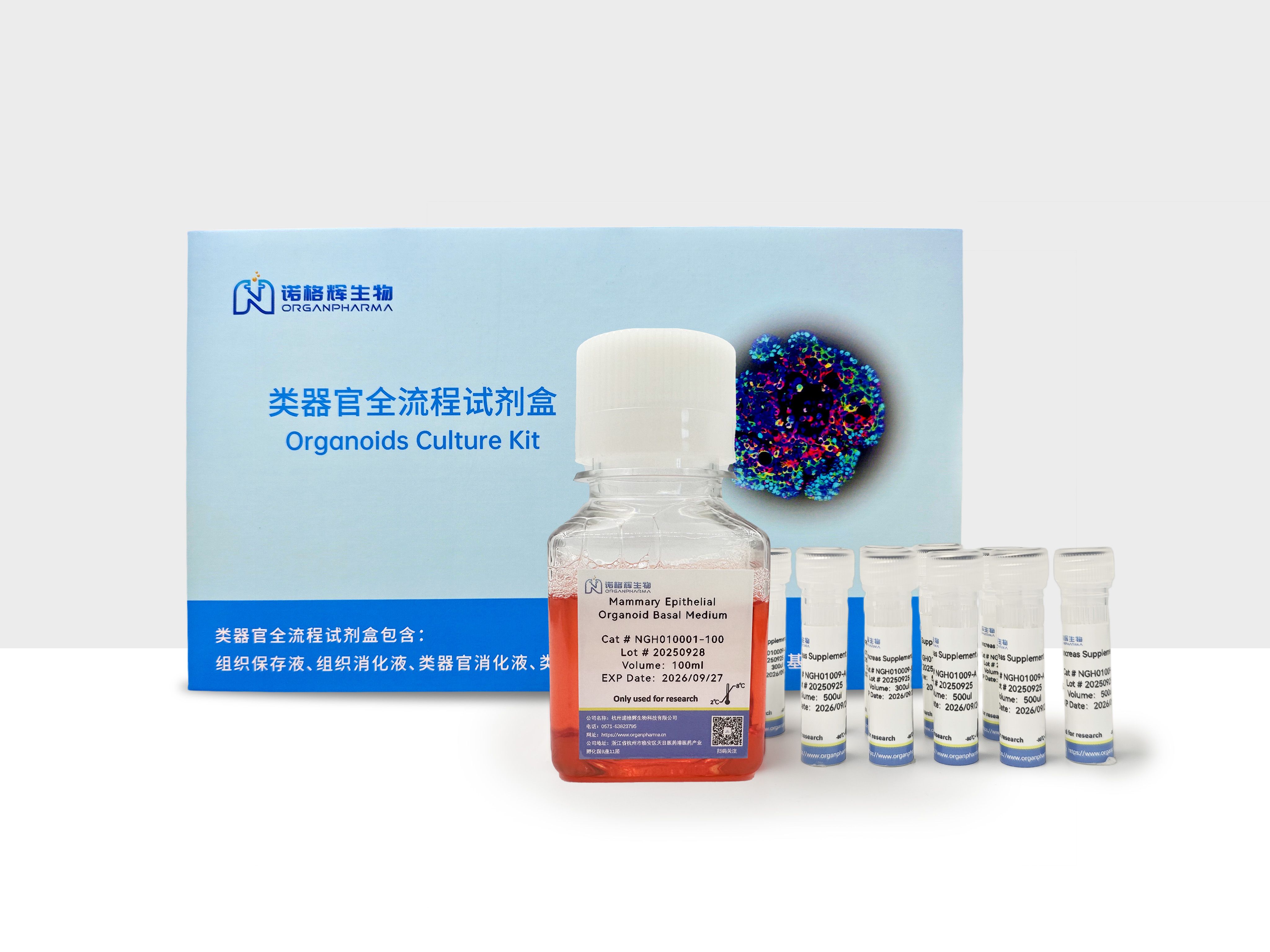 乳腺上皮类器官培养基