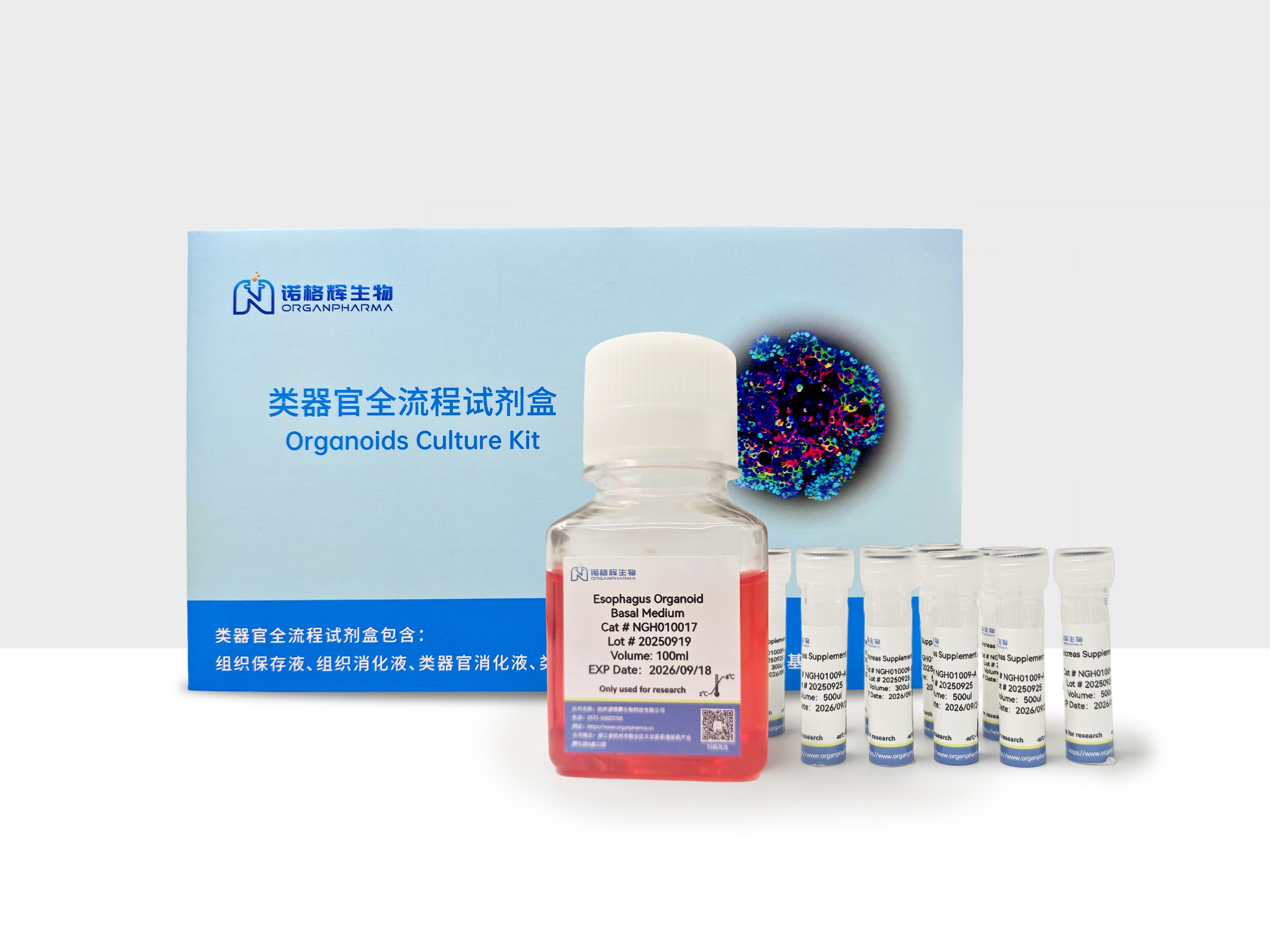 食道类器官培养基