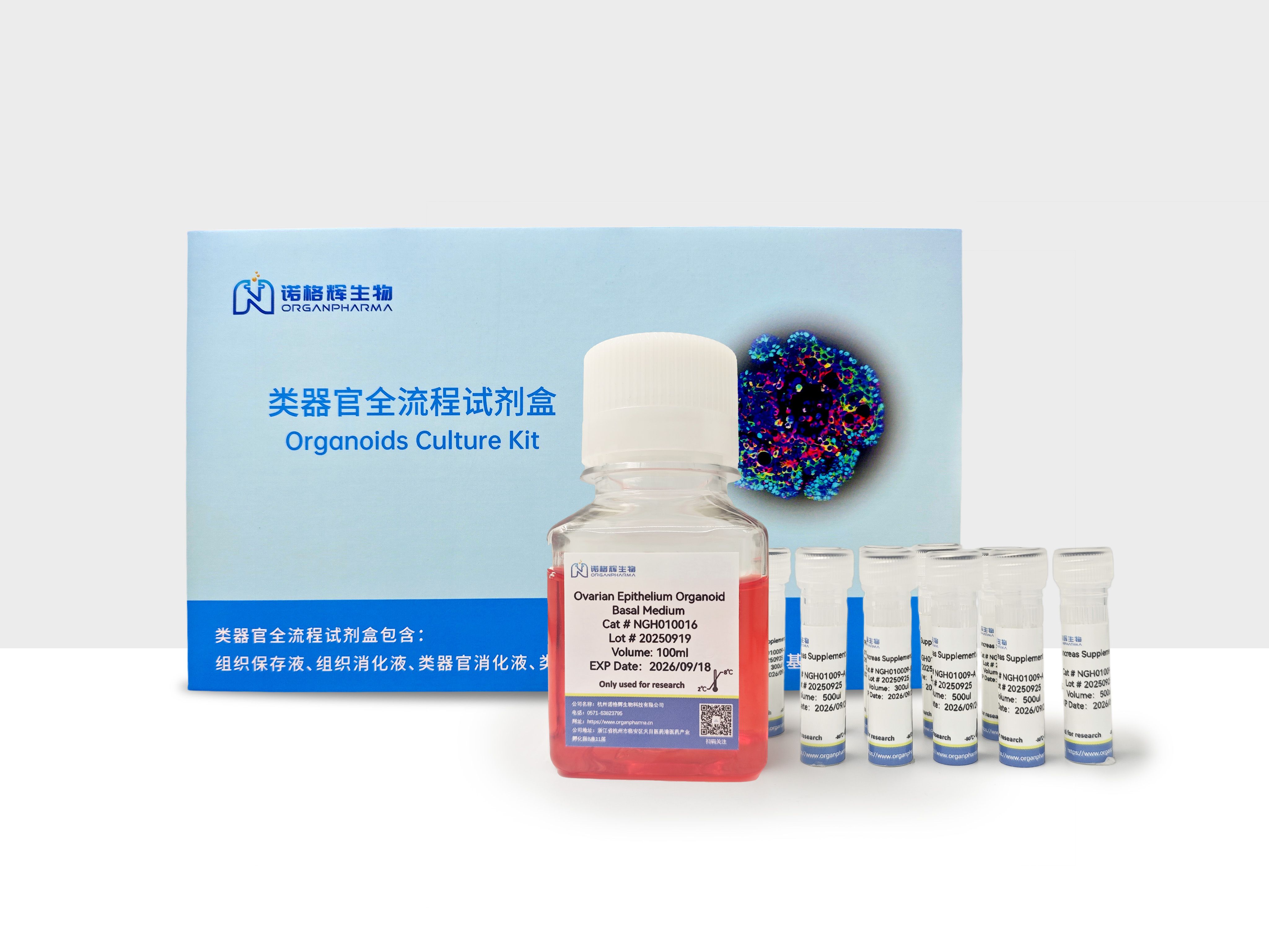 卵巢上皮类器官培养基